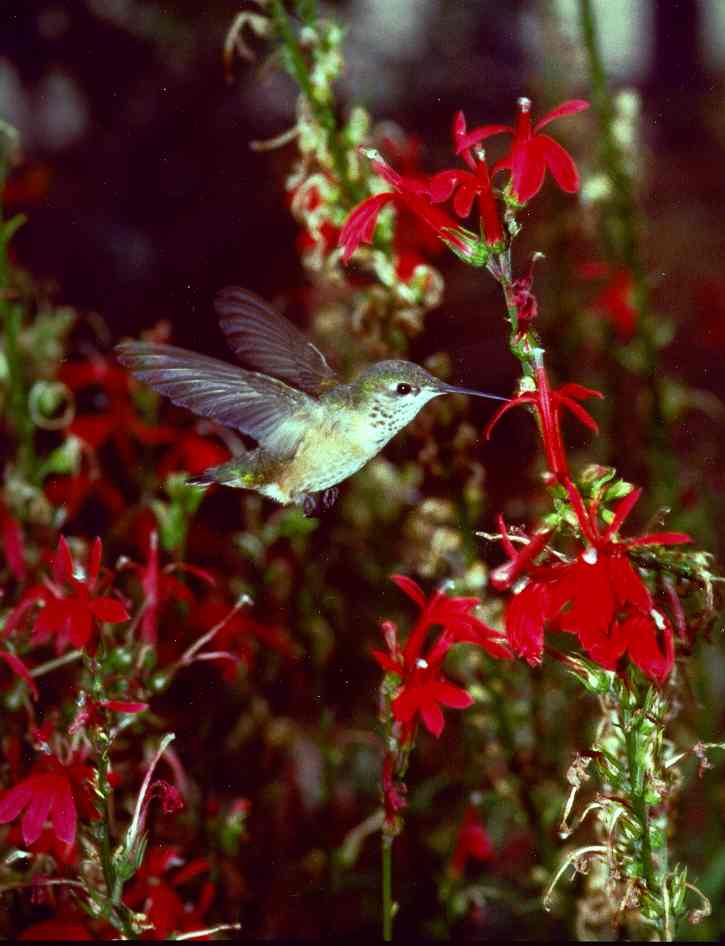 Humming Bird in flight